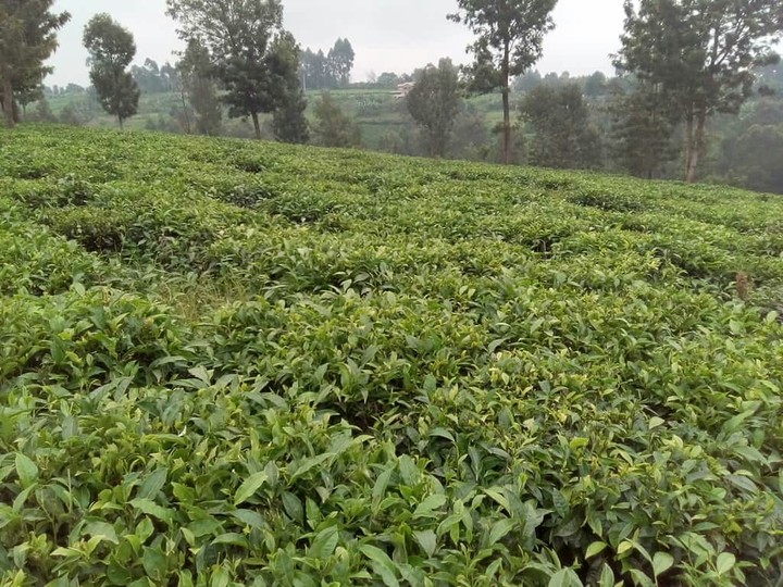 green tea plantation
