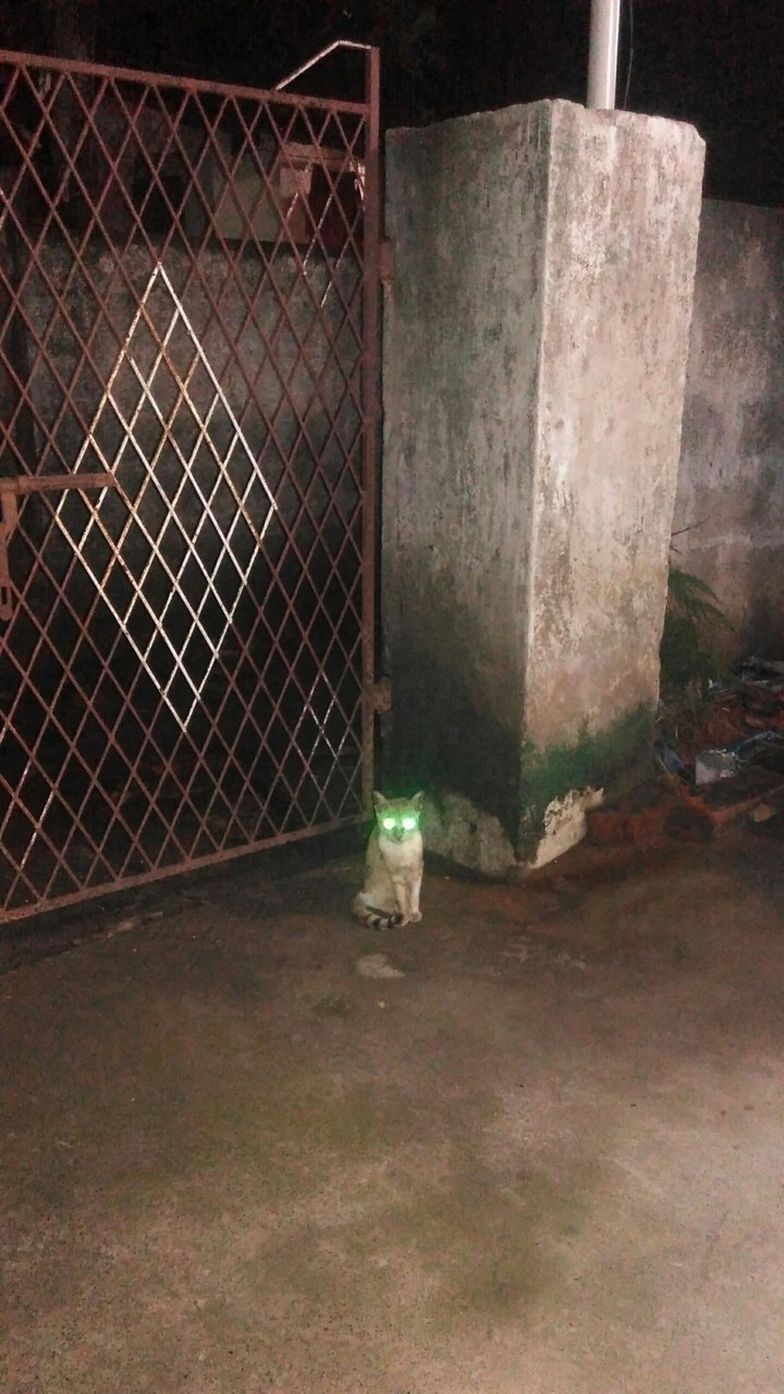 Eye's of cat..:)
