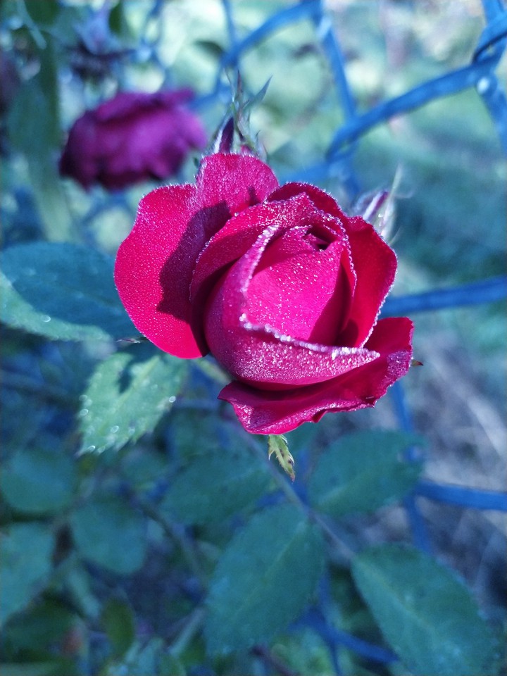 роза