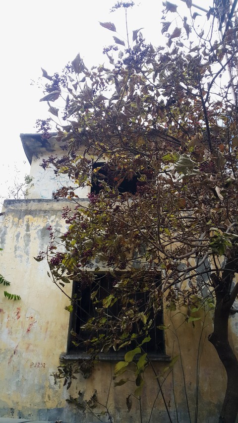 derelict house