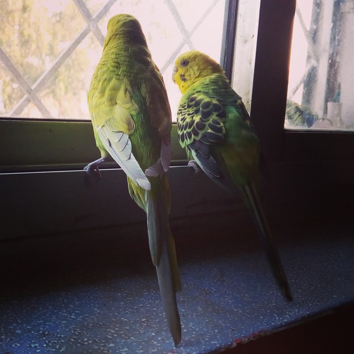Lovely Budgies...