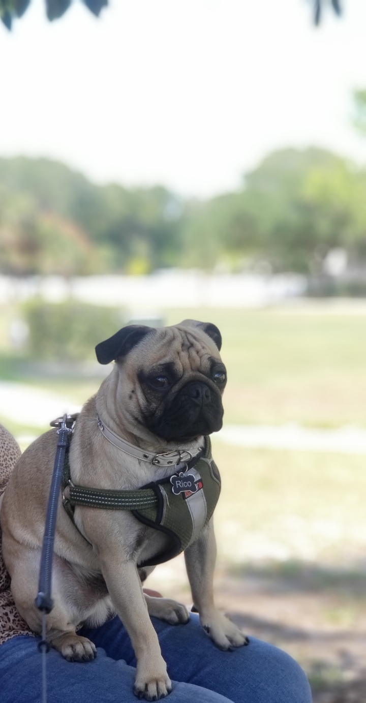 rico pug
