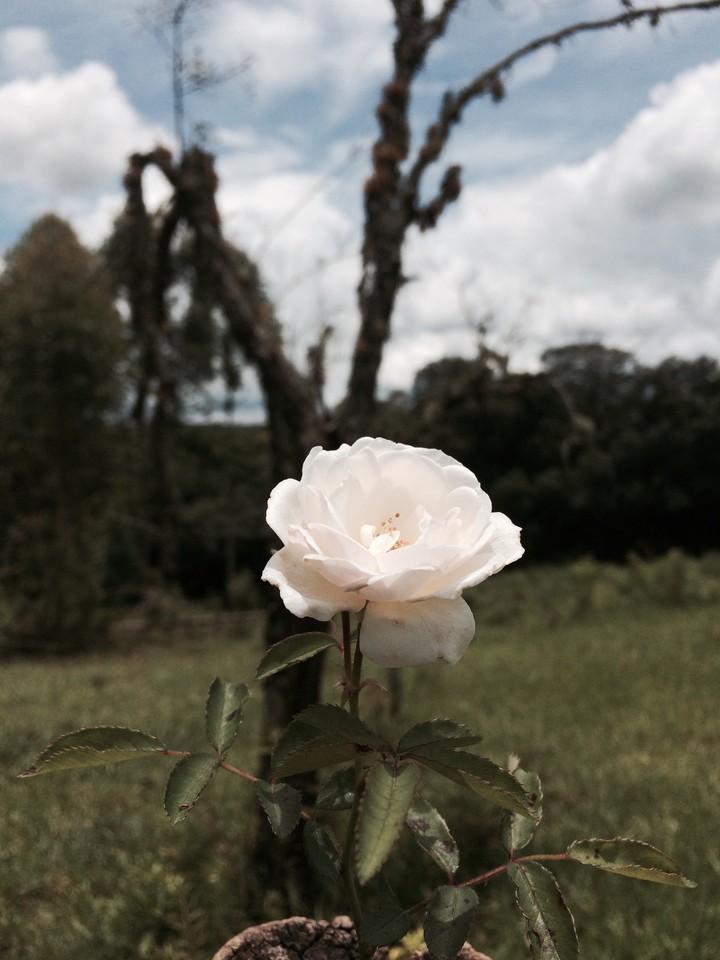 Rosa Branca.