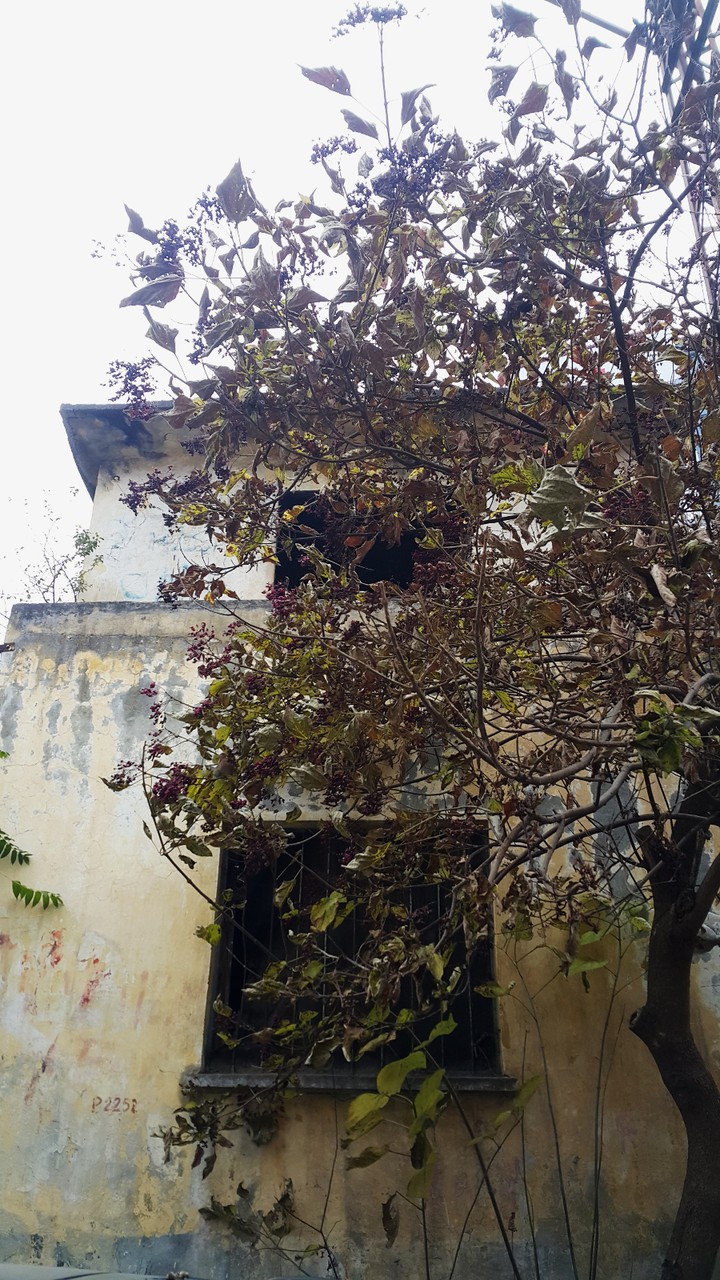 derelict house
