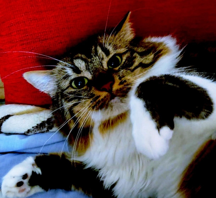 cat