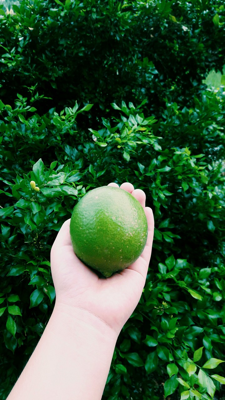 lime