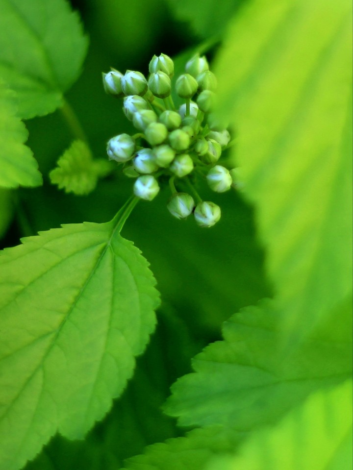 White buds