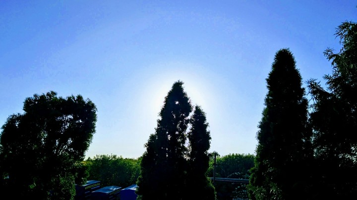 sun in the tree