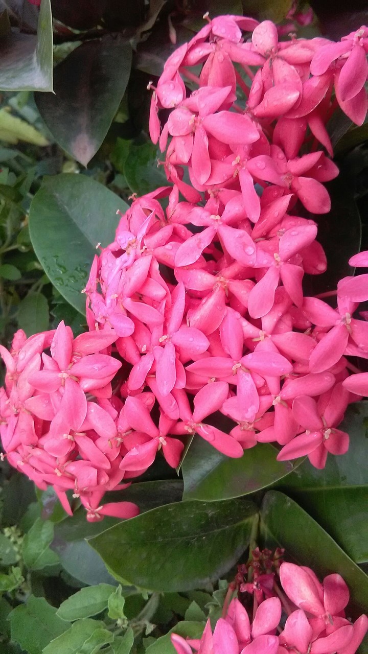 flowers