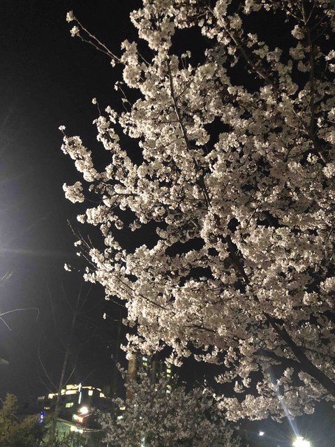 Spring flower