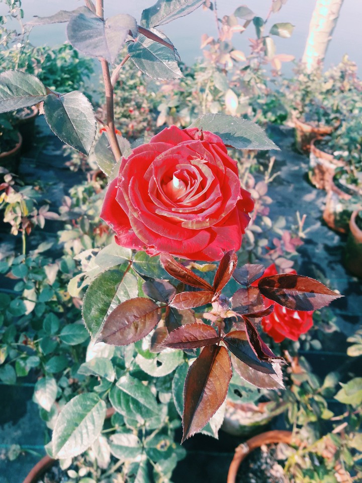 Roses