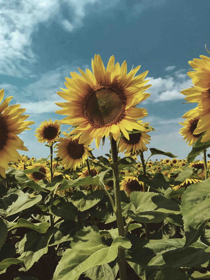 sunflower