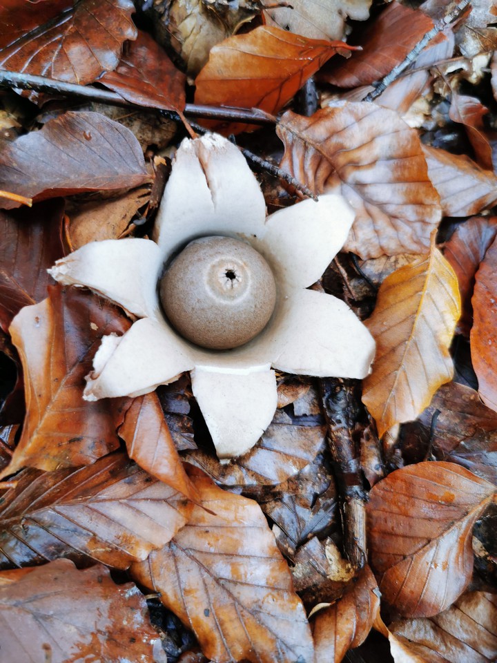Pilz Blume