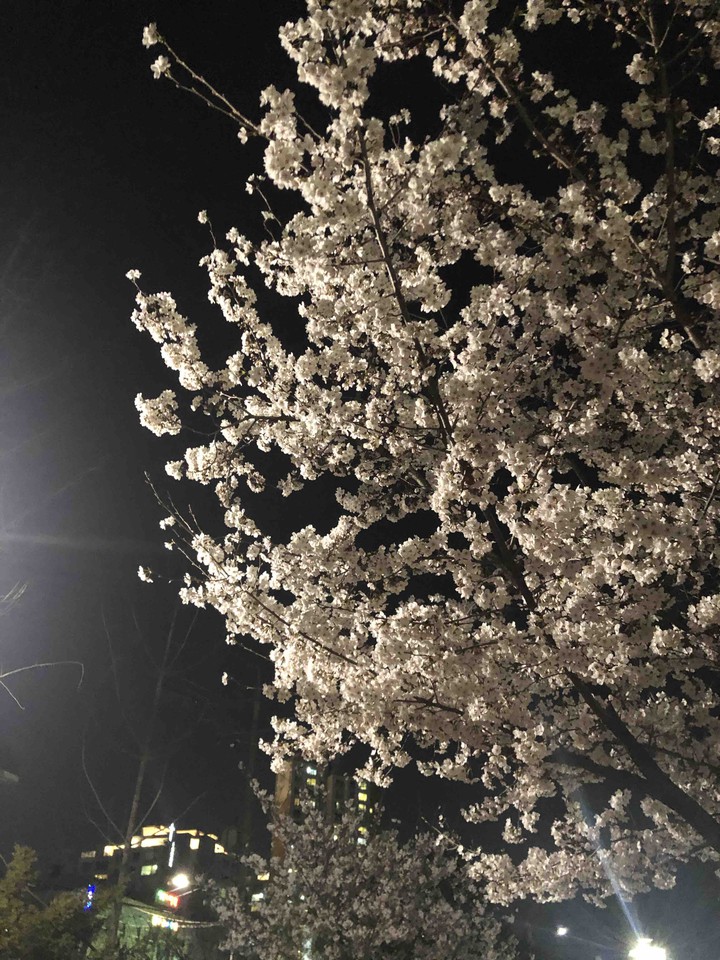Spring flower