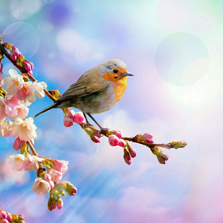 little bird cute in the spring