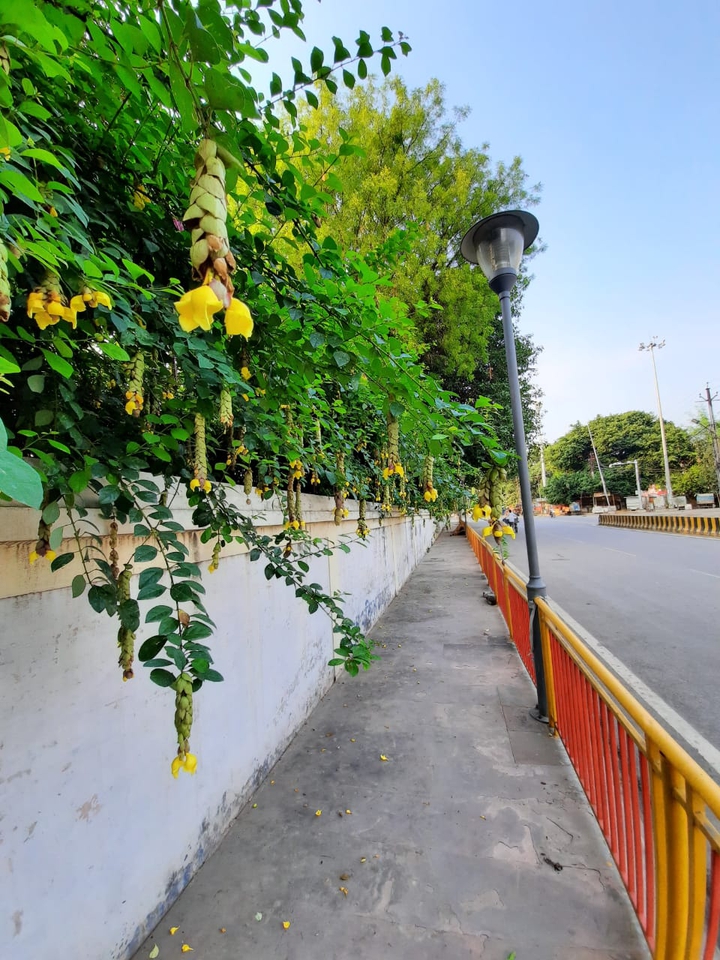 Morning walk