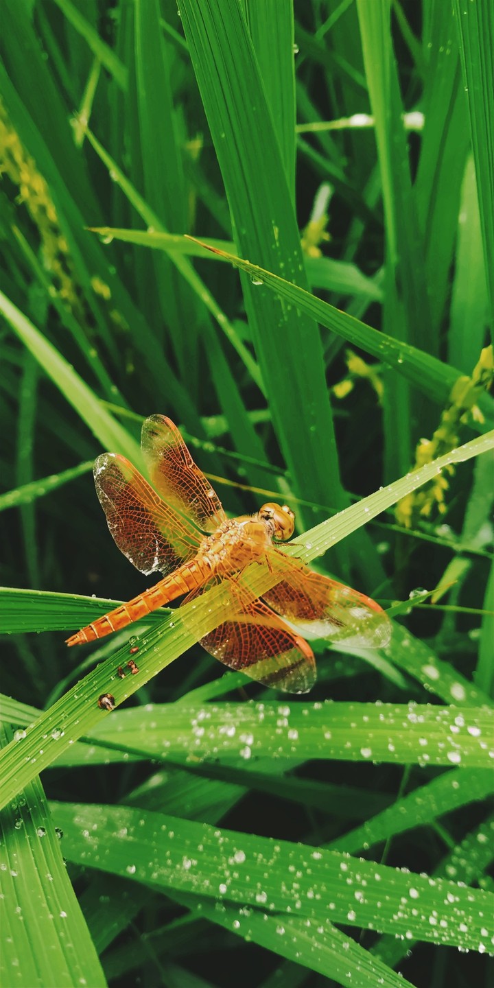 nature