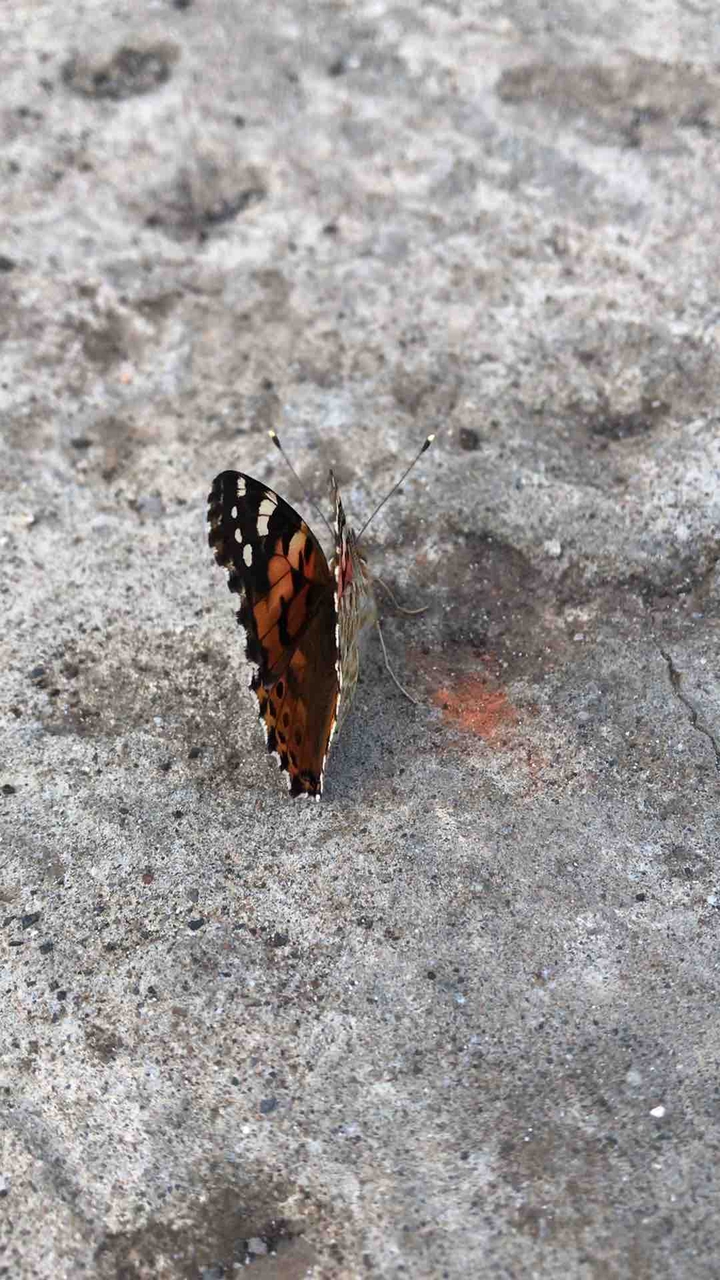 Butterfly