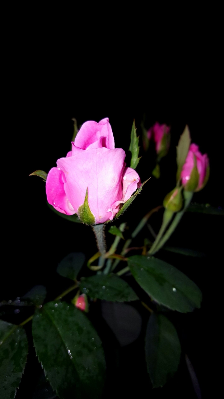 s6 photography