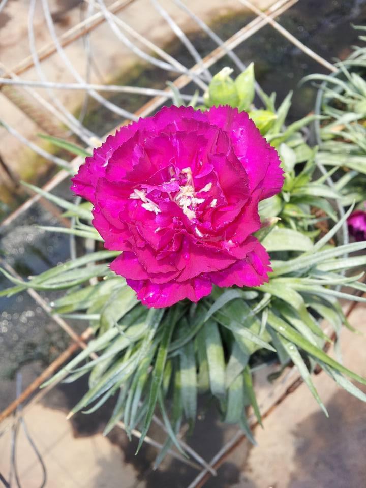 Flor