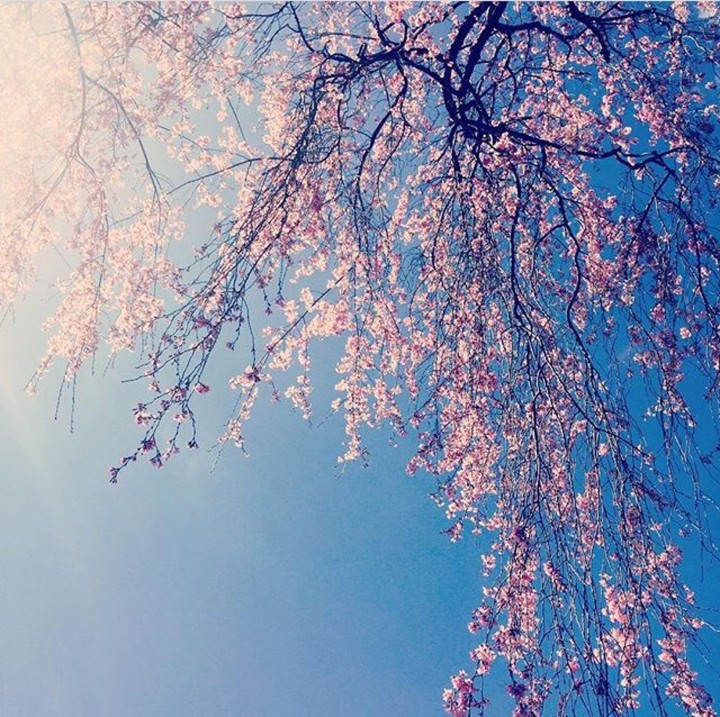 the cherry blossom