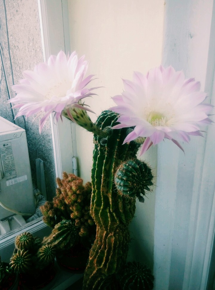 Echinopsis eyriesii