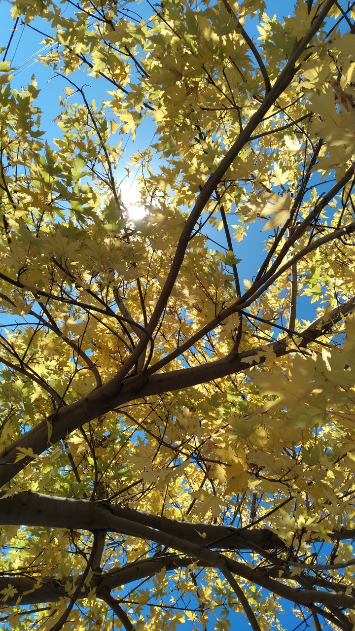 Autumn Tree