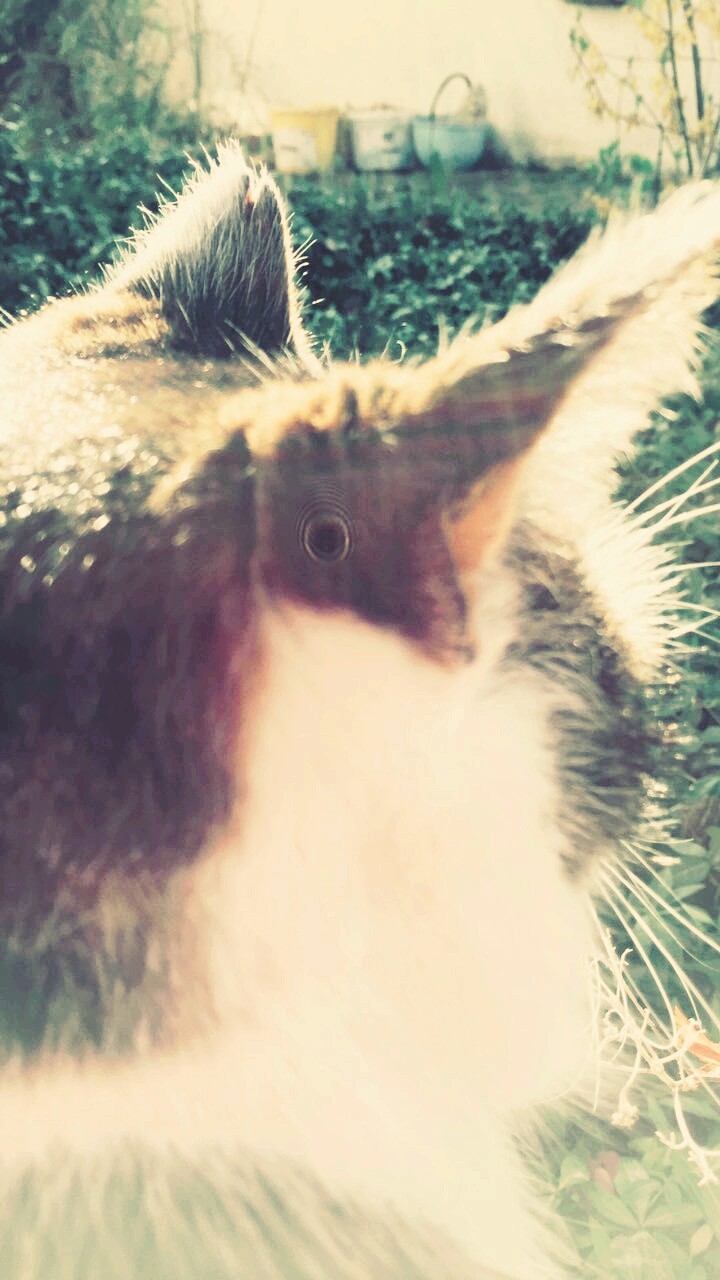 schöne Katzenohren
