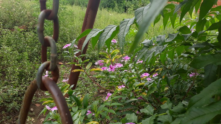 little flowers