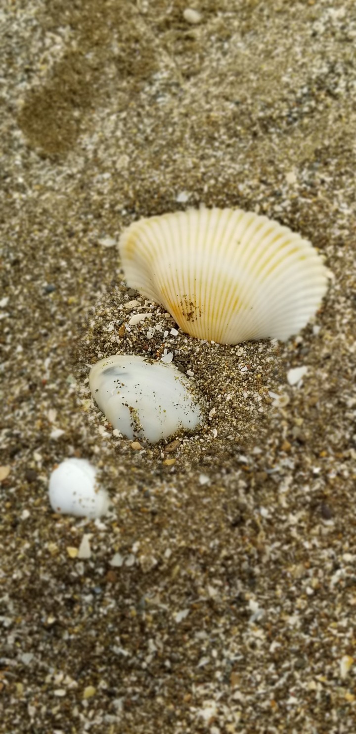 sea shore