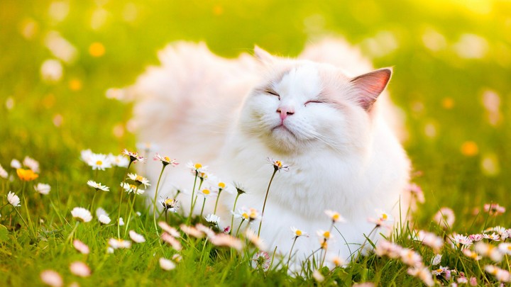 кошка