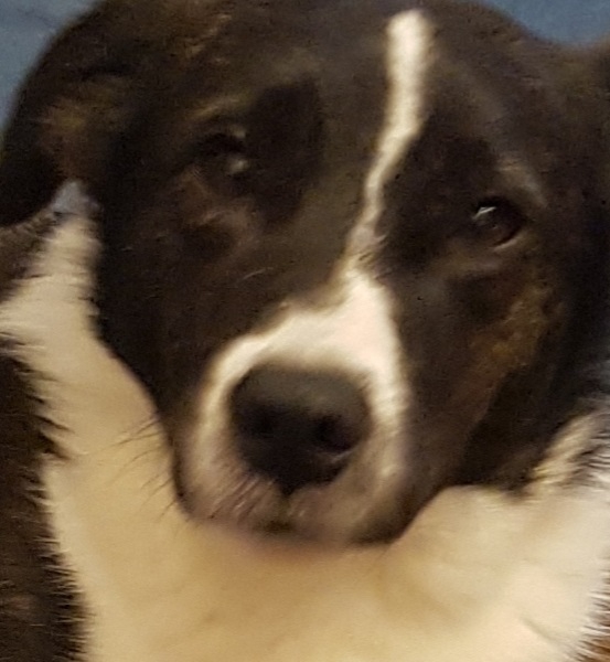 hundegesicht
