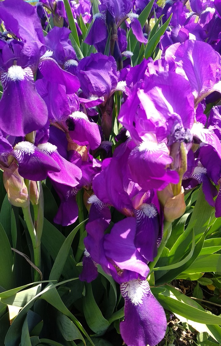 purple flower