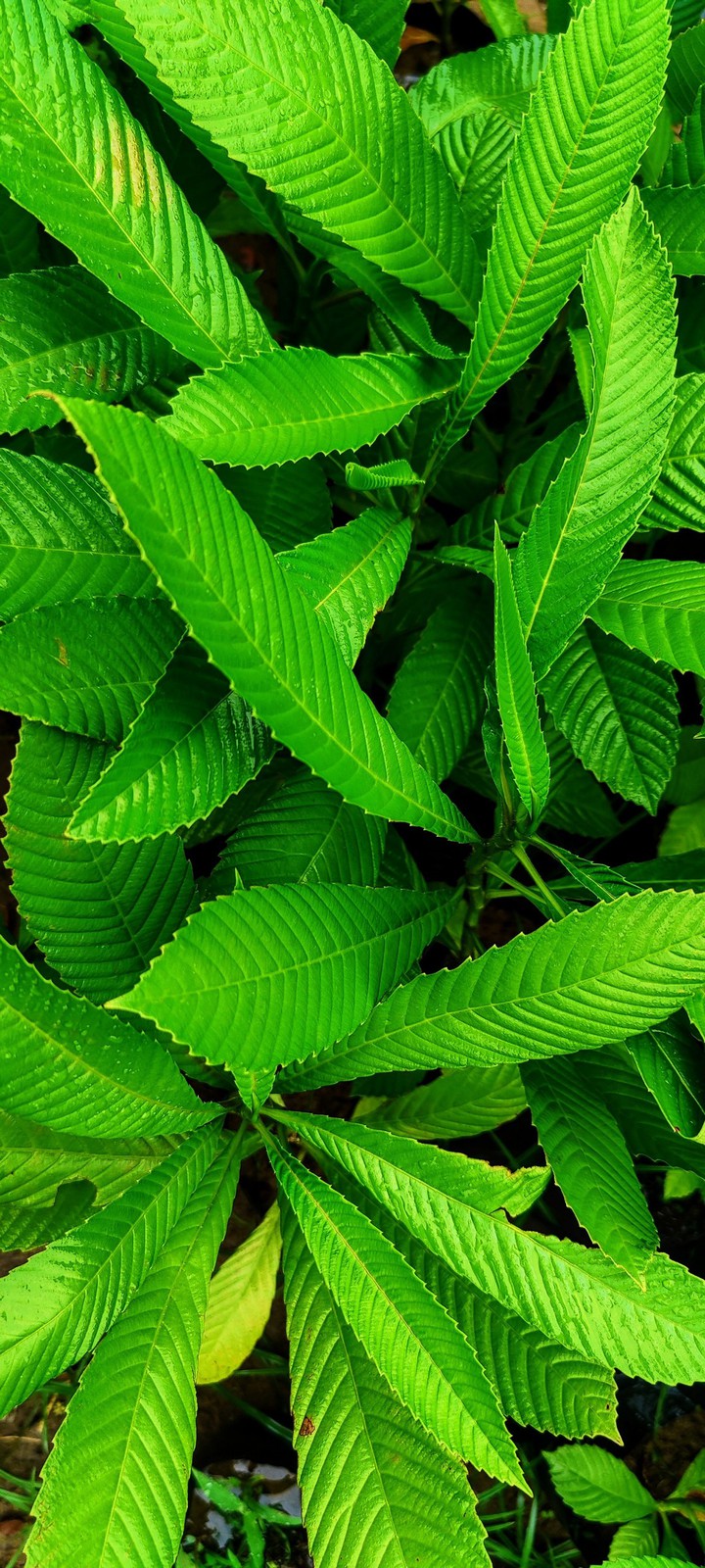 Green ?