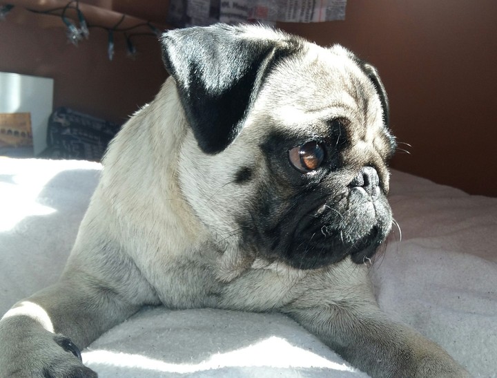 mops