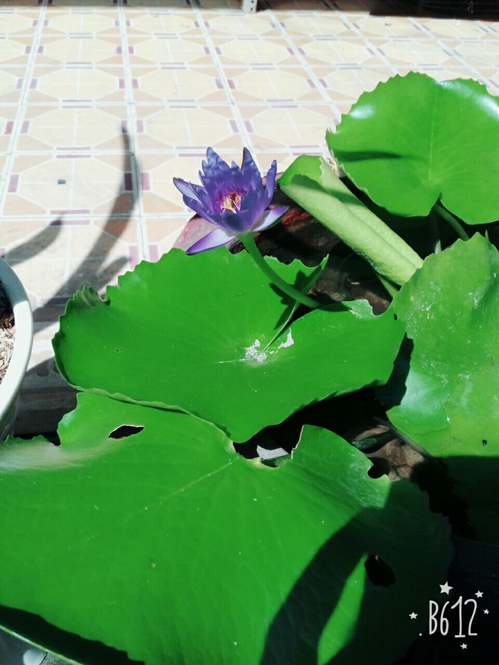 yêu