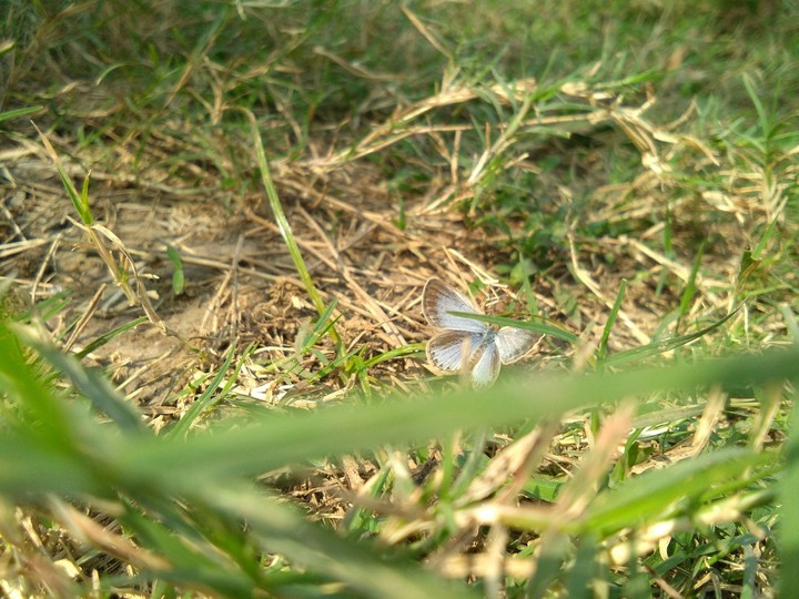 butterfly