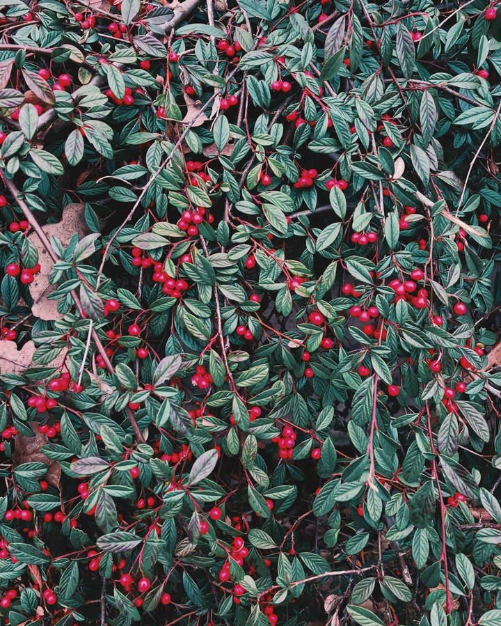 cherry