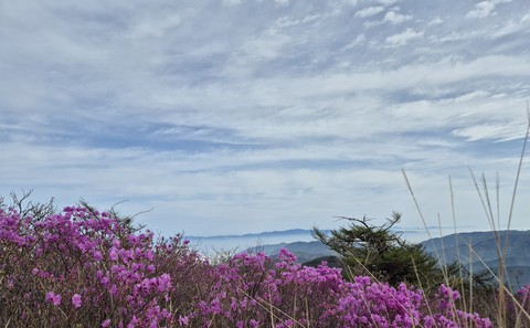 papéis de parede shrubland, massif