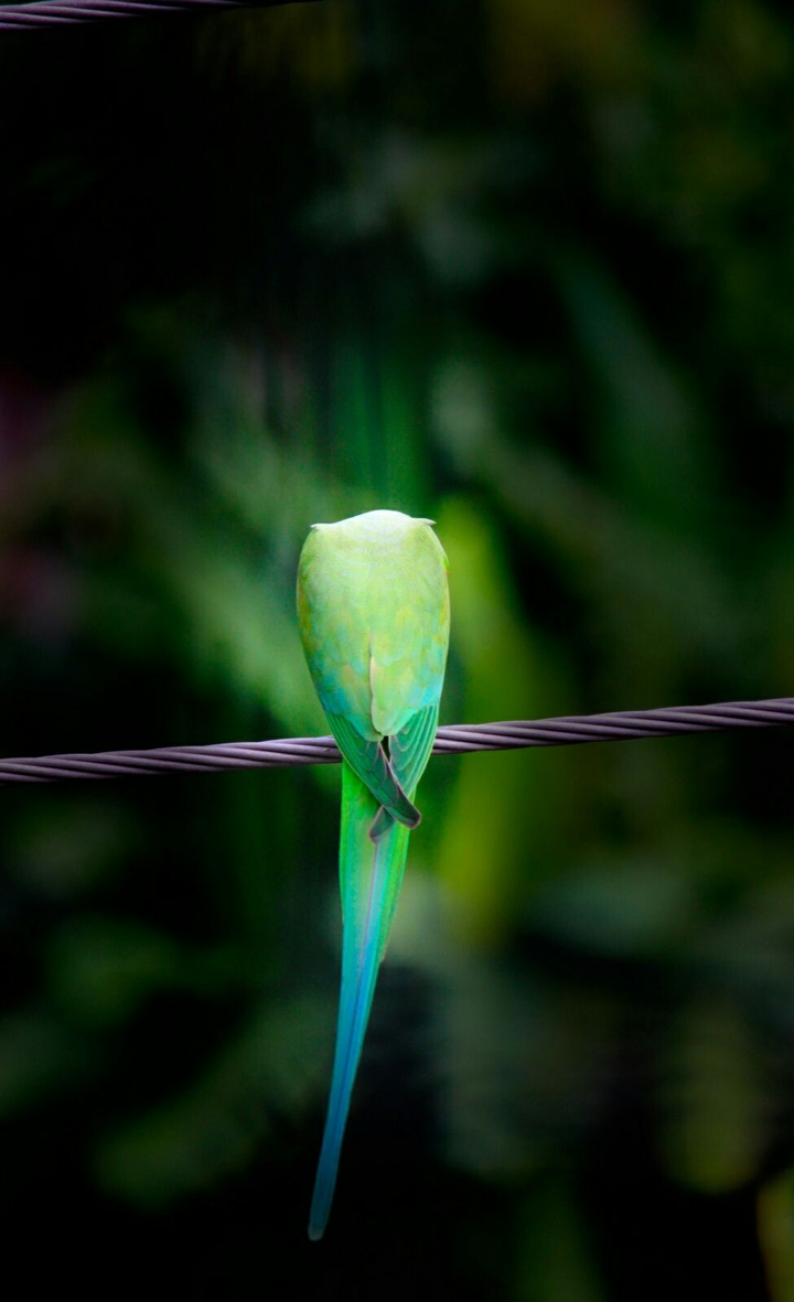 Back fig of a parrot