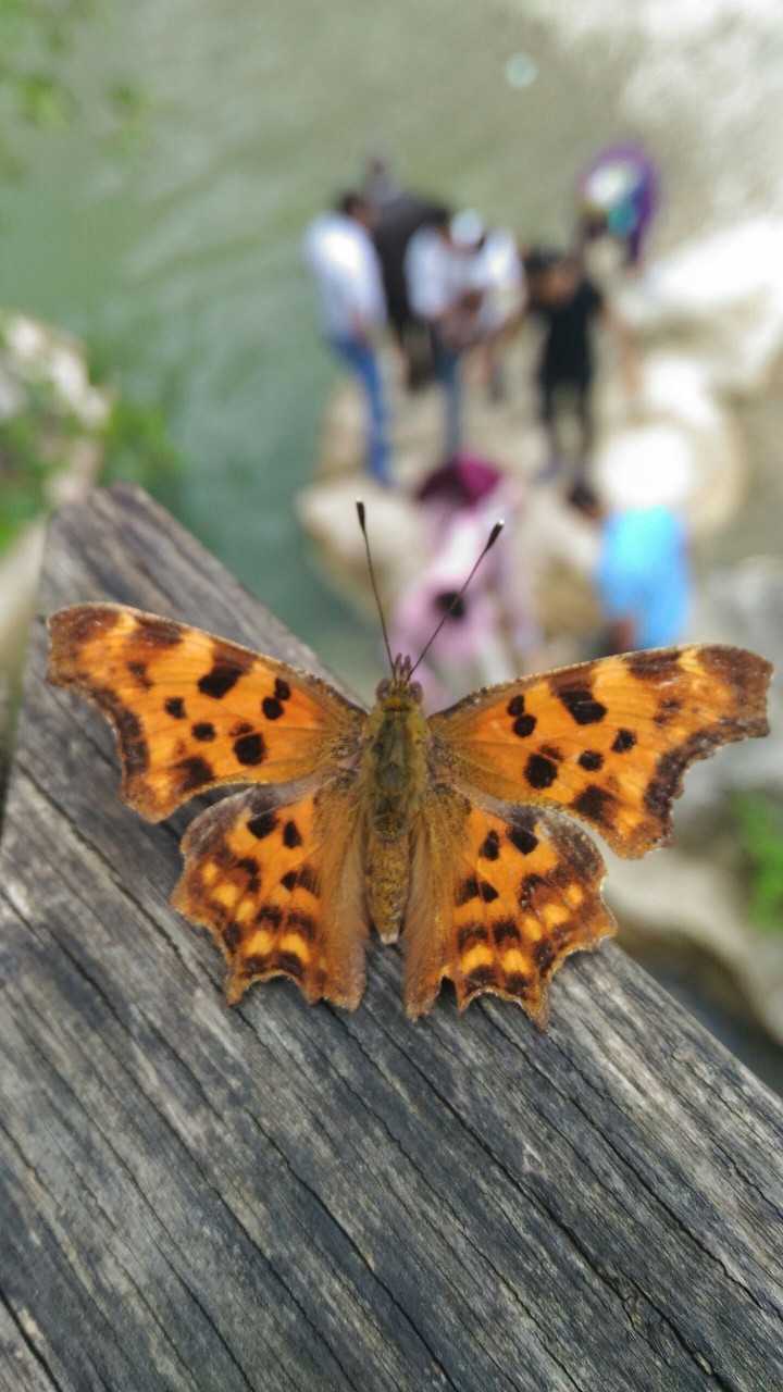 butterfly