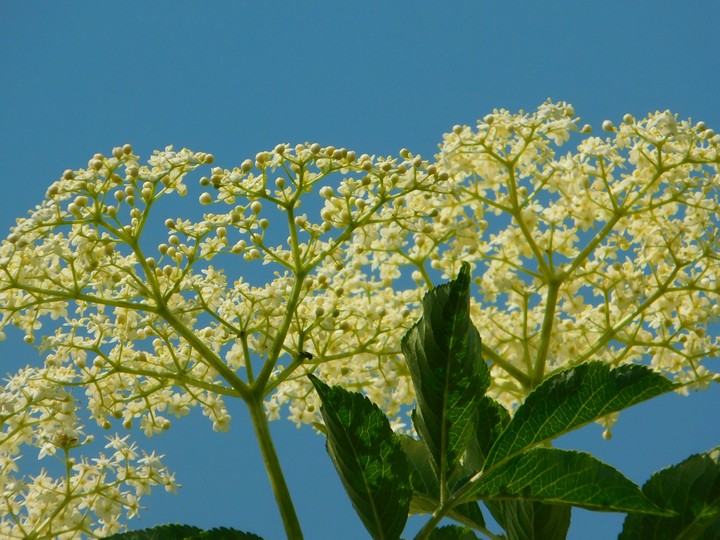 Elder was blooming