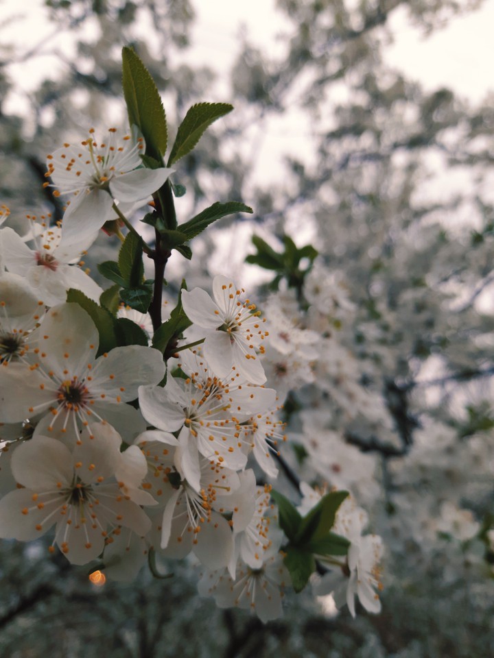 blossom