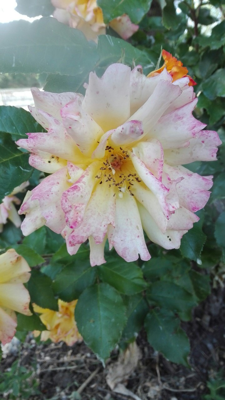 Flower in the garden