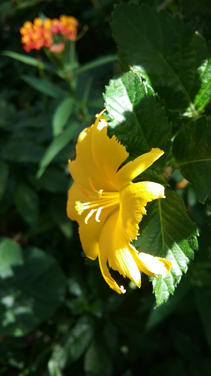 yellow flower