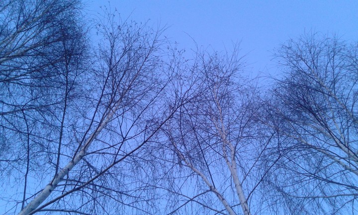 Берёзки / trees