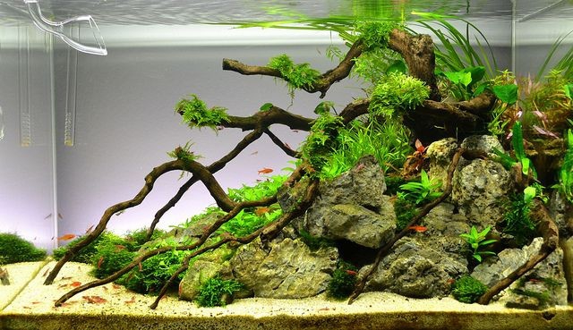 plantado