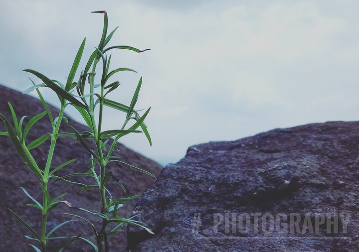 nature