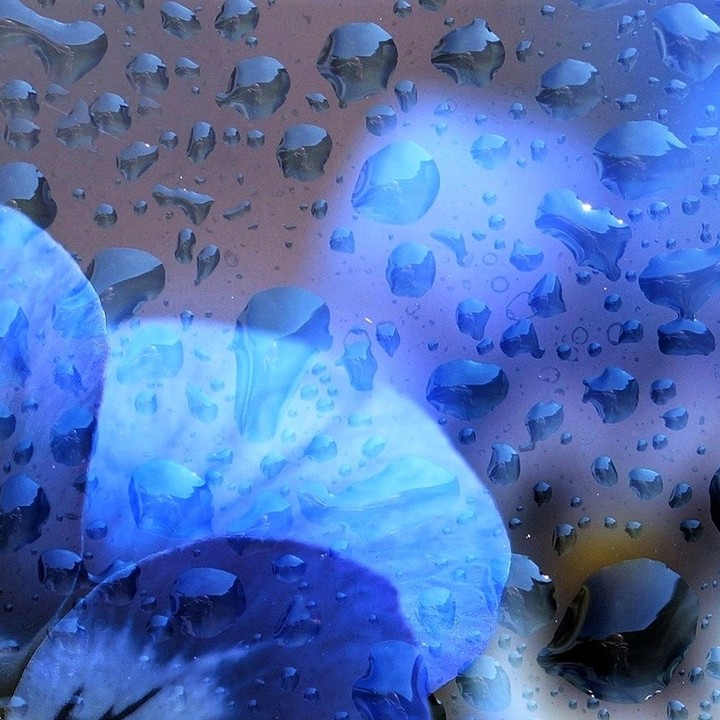 4x puzzle Rain Viola