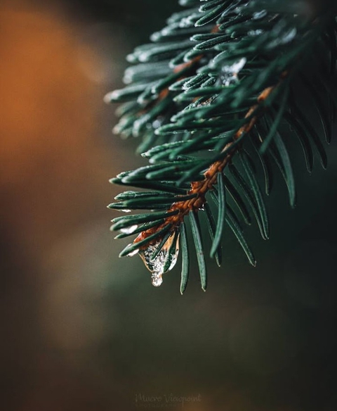 Branch